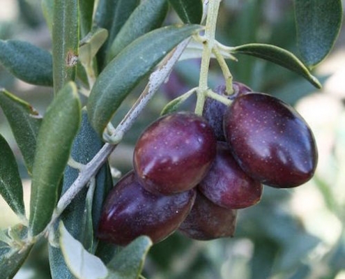 Olive tree 'Manzanillo' - Olea europaea - plantsonkew.com