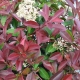 Photinia - 'Glabra Rubens' - plantsonkew.com