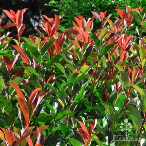 Photinia - 'Red Robin' - plantsonkew.com