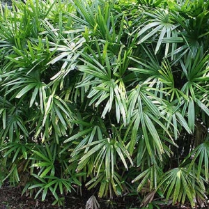 Rhapis (Lady Finger) Palm - plantsonkew.com