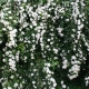 Spiraea 'May Bush' - double flowering - plantsonkew.com