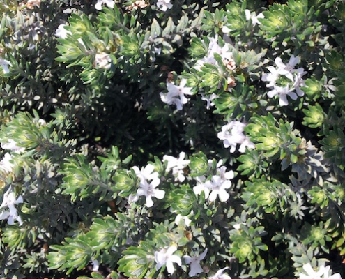 Westringia - 'Coast Rosemary' - plantsonkew.com