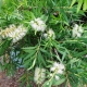 Callistemon 'Wilderness White' - plantsonkew.com